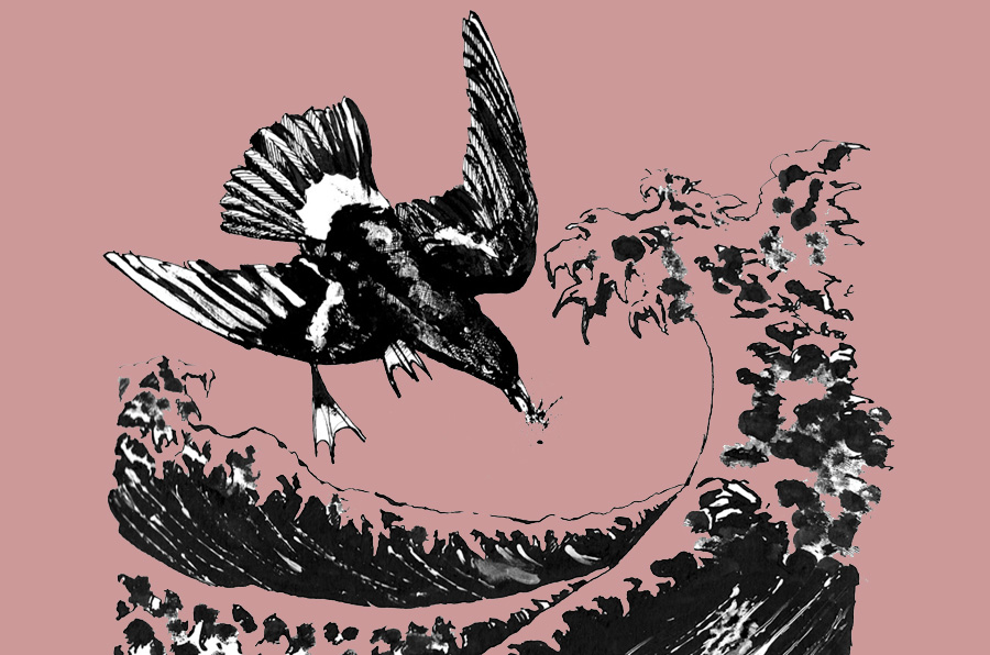 Stormy Petrel flying next week!!